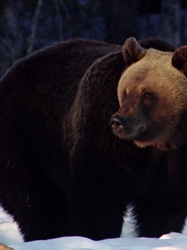 Le livre de la jungle : mission safari S1 E23