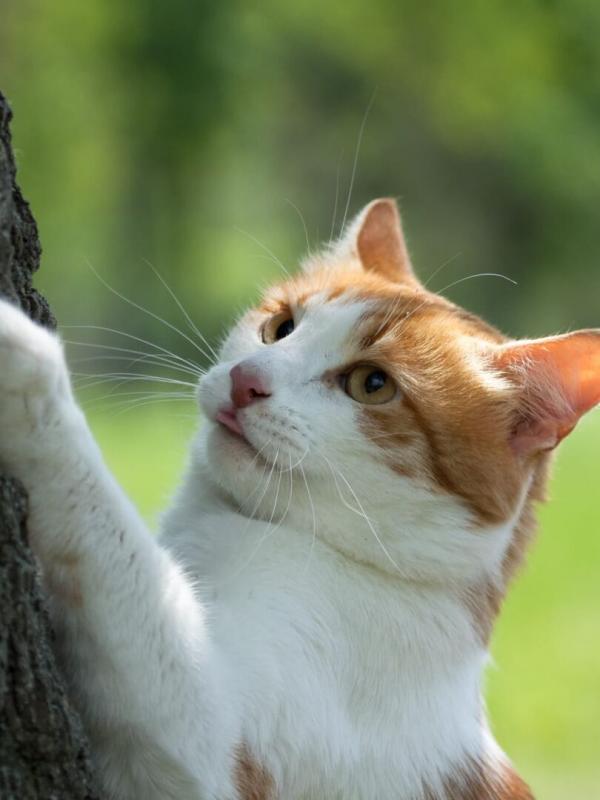 La vie secrète des chats