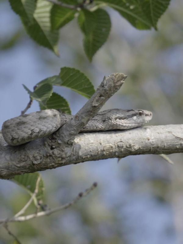 The Hidden World of Snakes