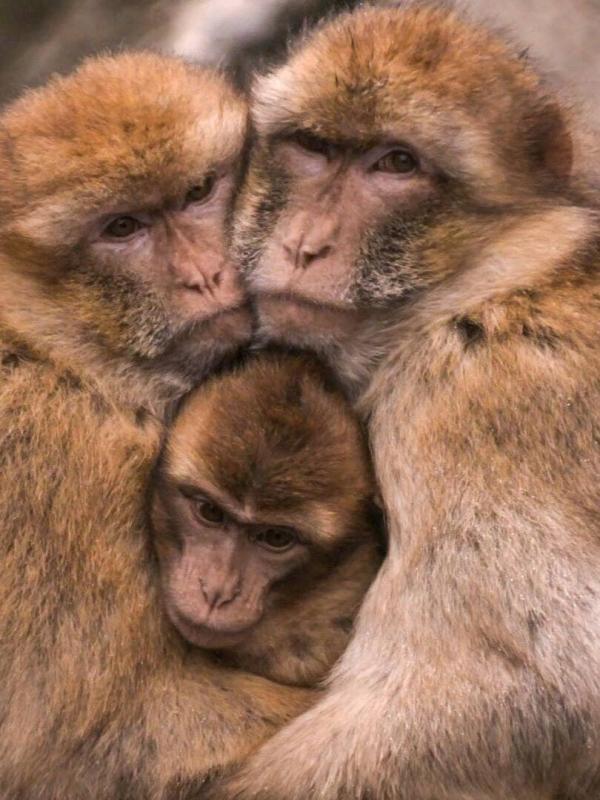 Het echte leven in de ZOO NL