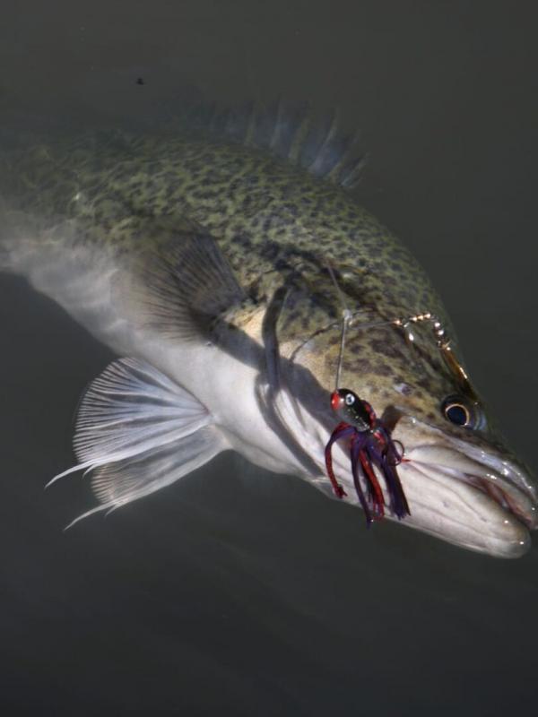 Fish Forever