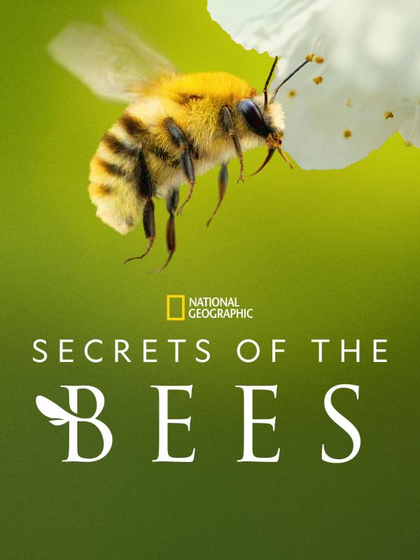 Les Secrets des abeilles