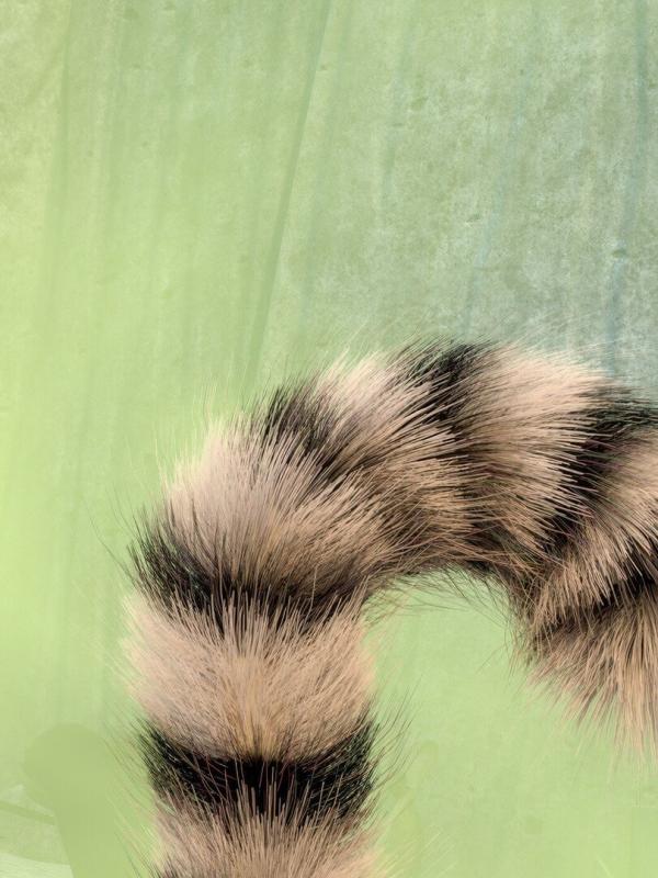 Roi Julian ! L'élu des lémurs : en exil S1 E12