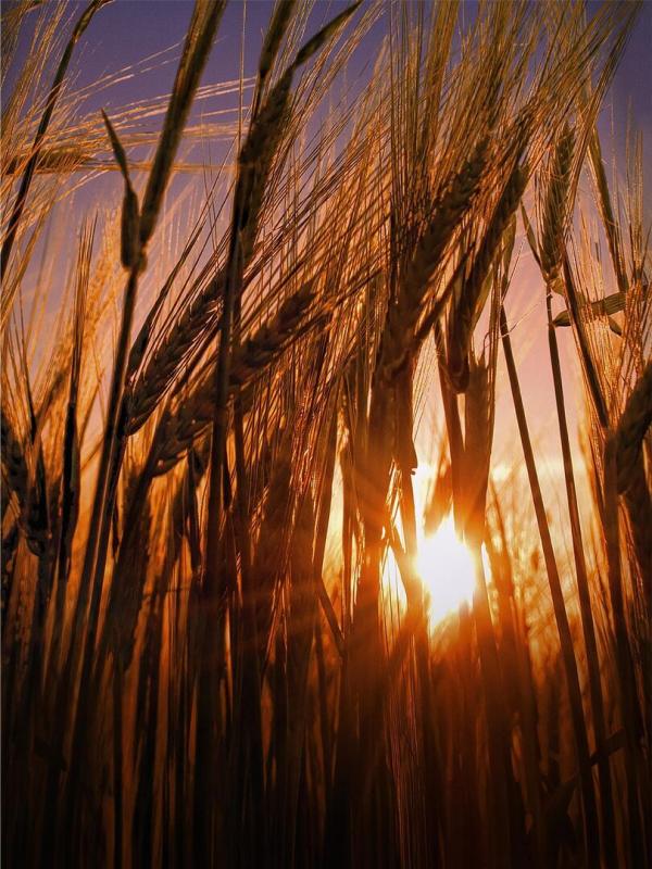 Les superpouvoirs des plantes