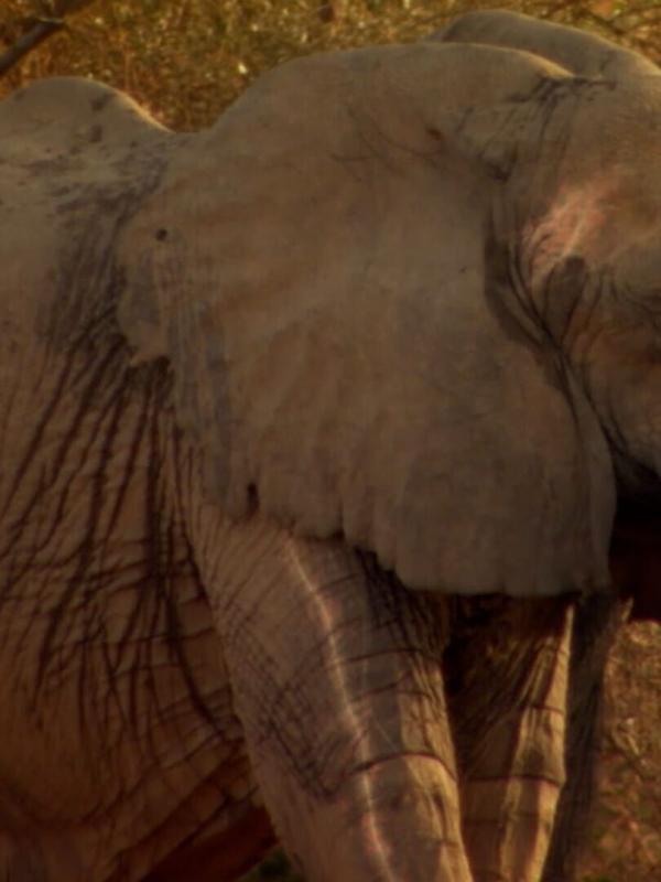 Sauvage, rusé et mortel