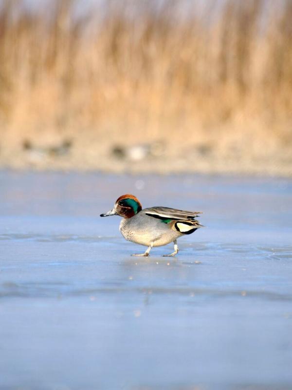 La Sarcelle au grand jour