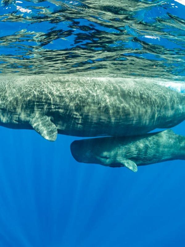 Méditerranée, l'odyssée pour la vie