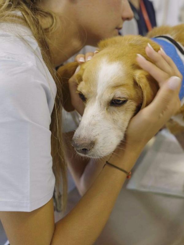 A l'école des vétos