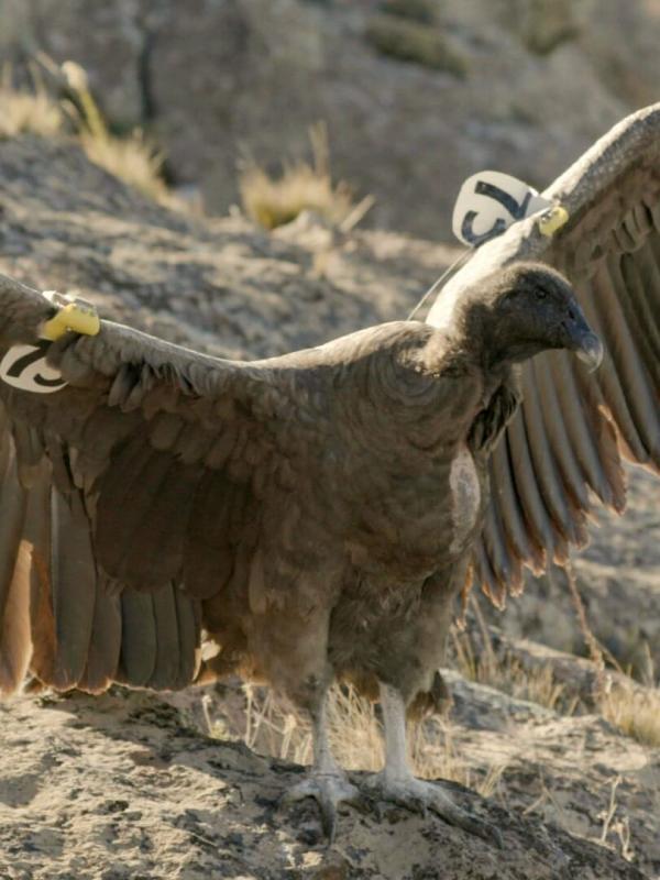 Héroïnes de nature
