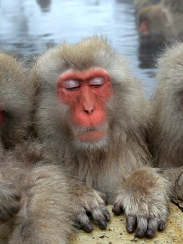 Pingu in de stad S2 E22