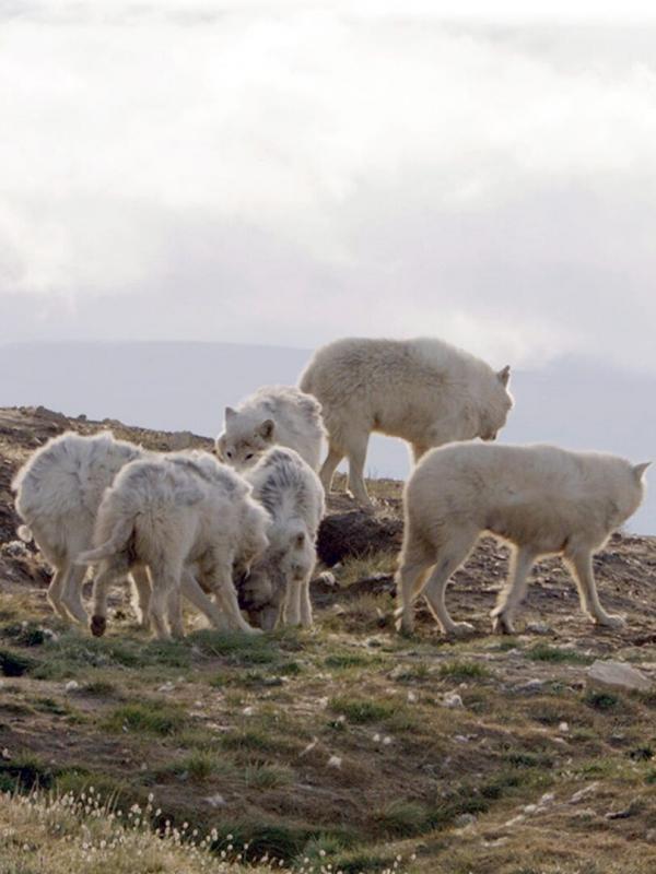 Polarwölfe - Überleben in Kanadas Arktis