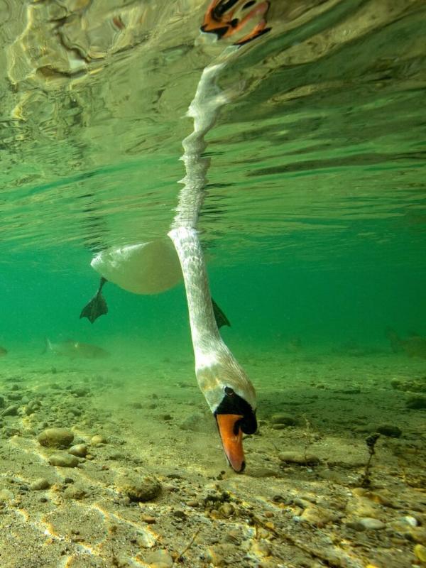 L'anguille, une vie semée d'embûches