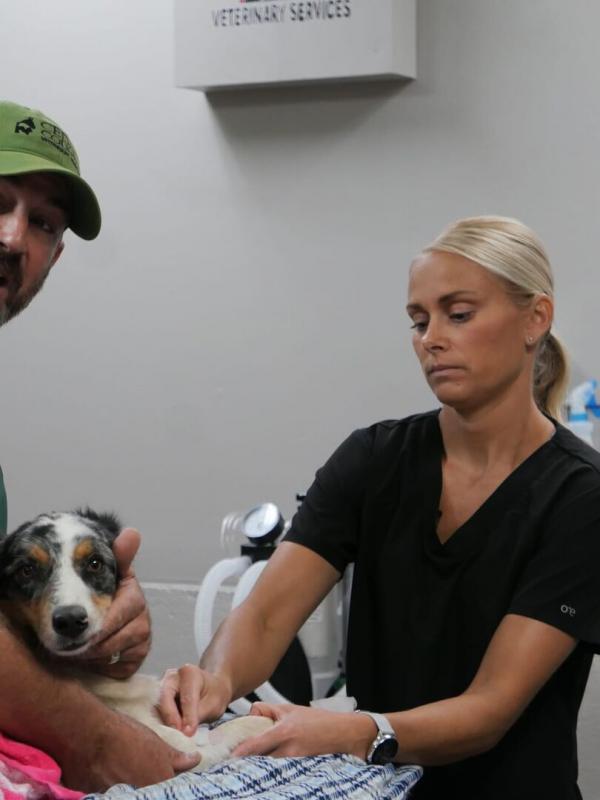 Les Vétérinaires du Midwest