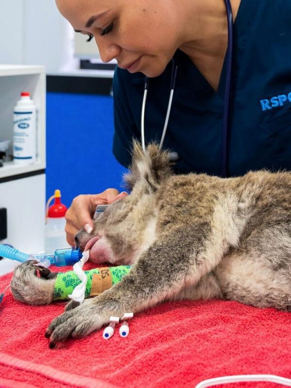Australie : urgences faune sauvage