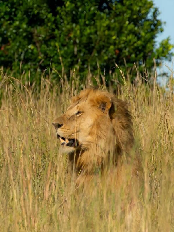 Frères lions