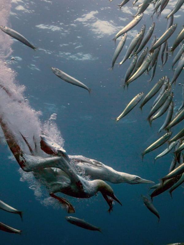 La grande migration des poissons d'argent