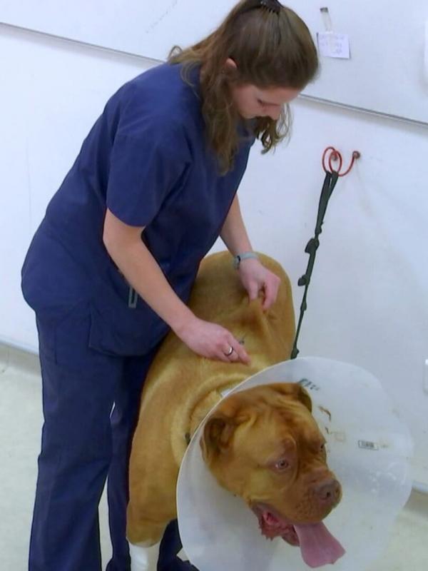 Vétérinaires, leur vie en direct