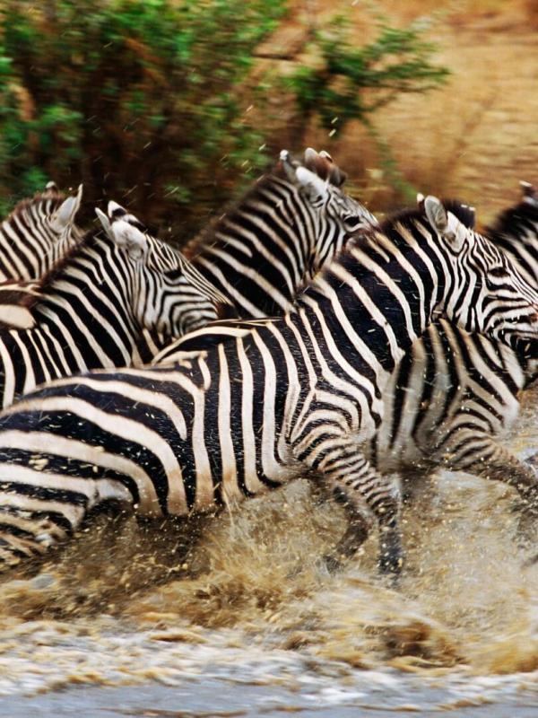 Les grandes migrations