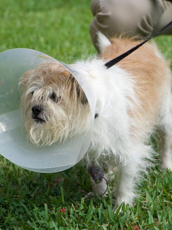 Critter Fixers : Vétos de choc