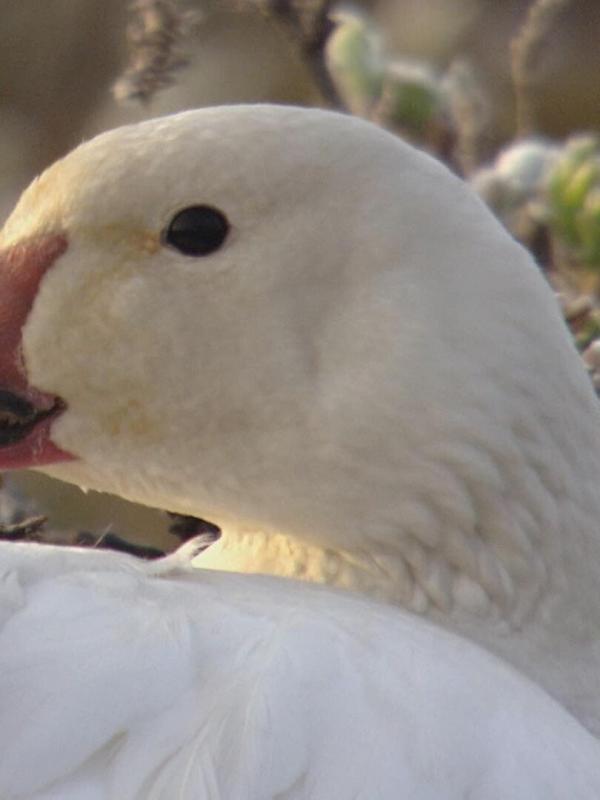 Le livre de la jungle : mission safari S1 E24