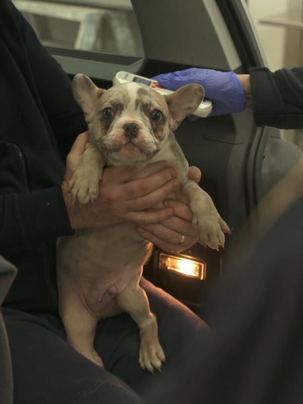 Au cœur des douanes : Suède