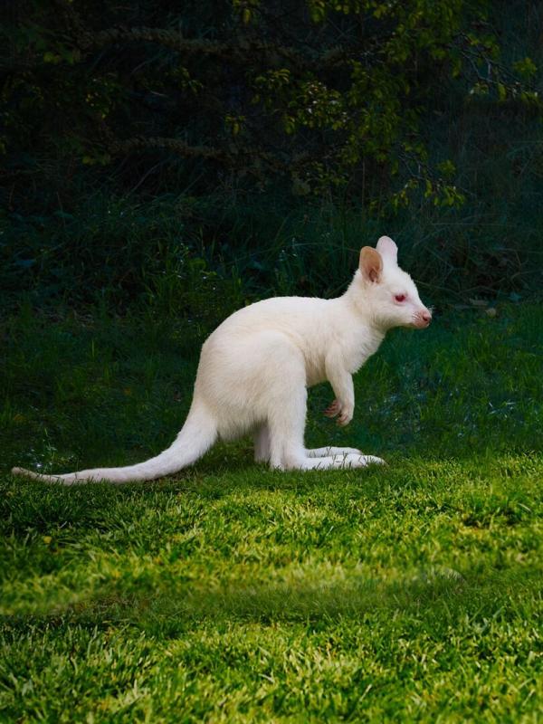 Au coeur du zoo le plus beau du monde