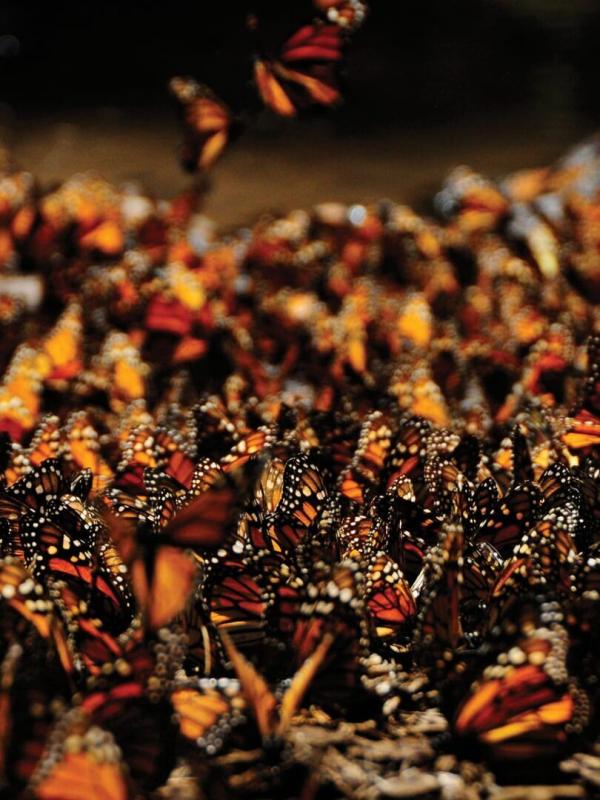 Destination Wild : Amérique du Sud