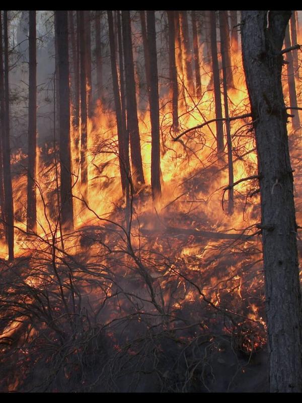 Corse, les maquisards du feu