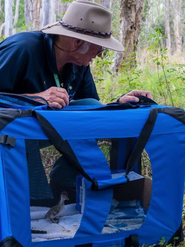 Australie : urgences faune sauvage