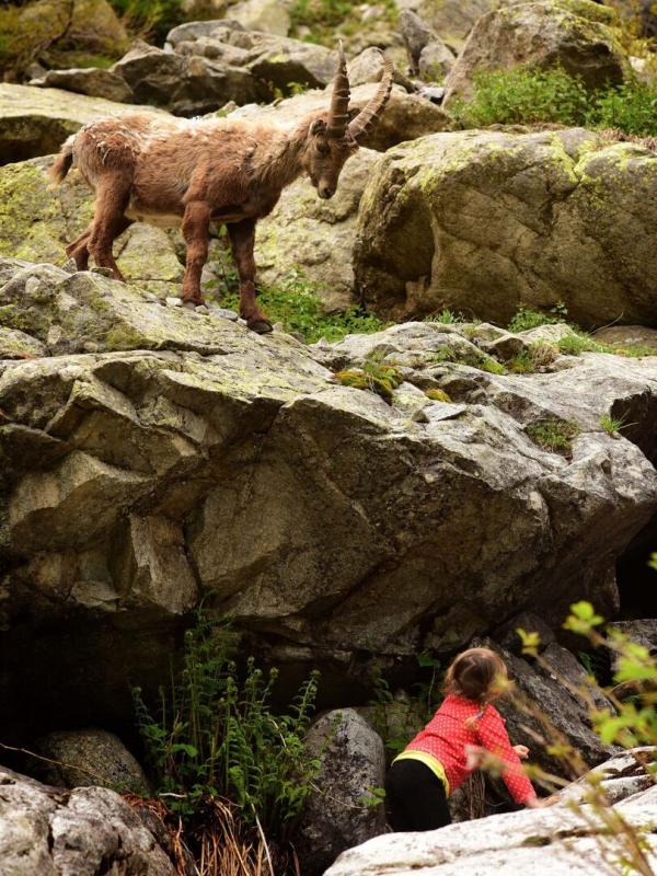 Naïs au pays des loups