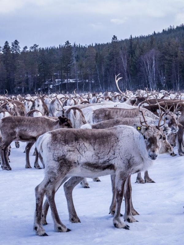 Europe, continent sauvage