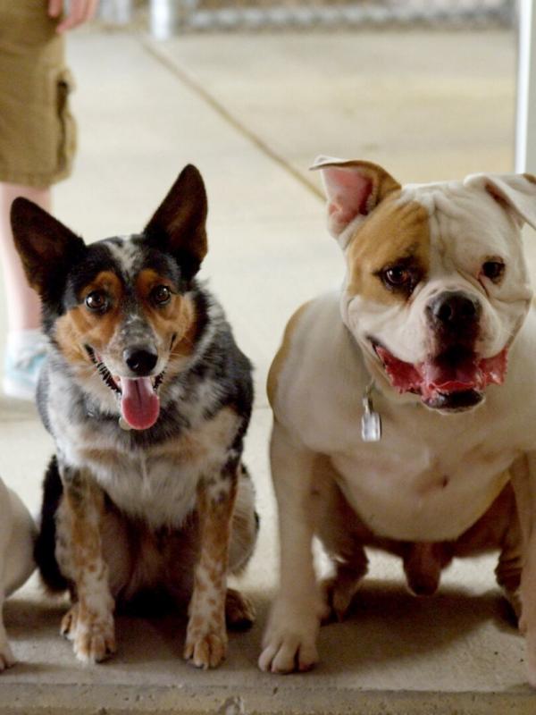 Pups United : supporters de choc