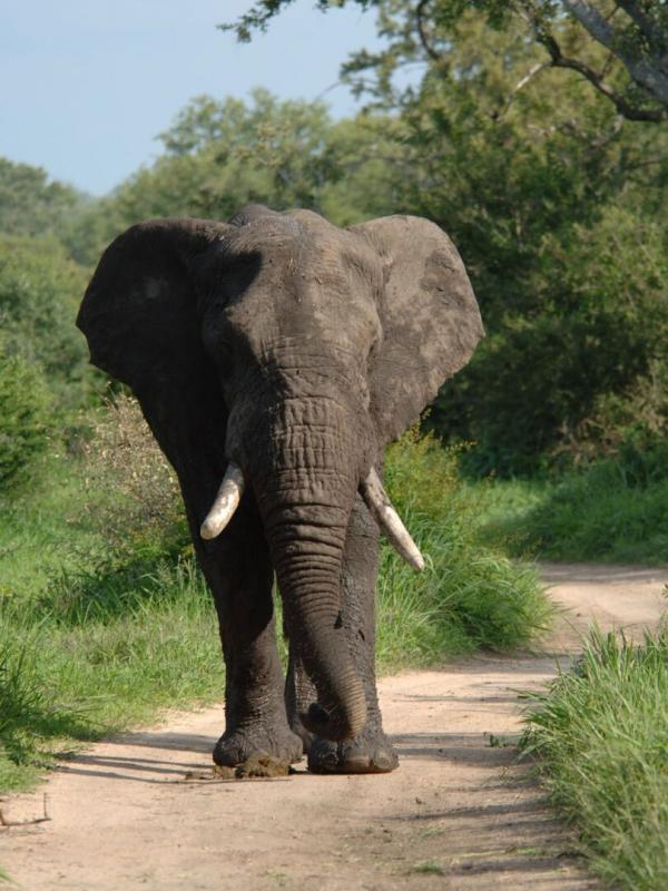 Afrique: à la vie, à la mort