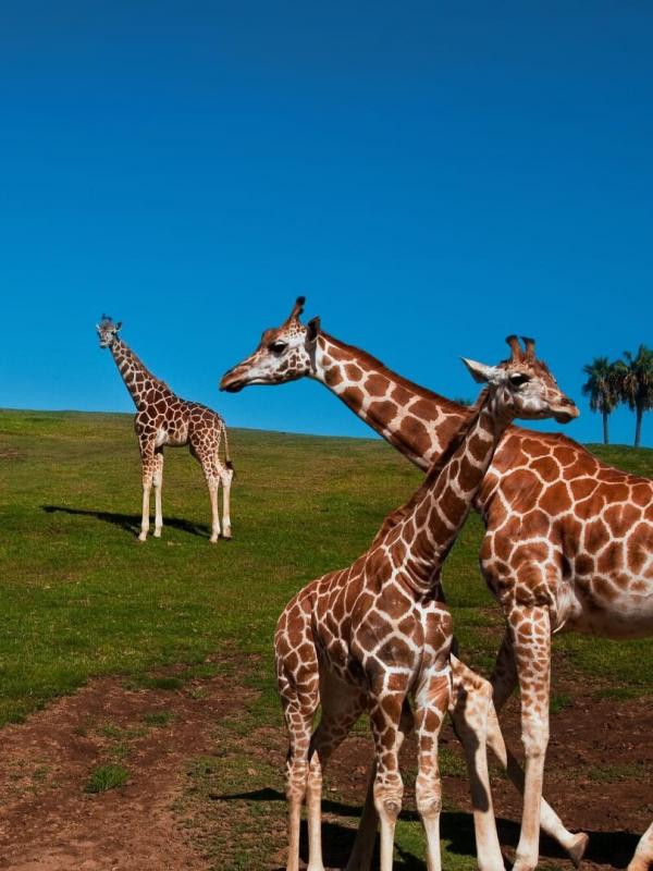 Au coeur du zoo le plus beau du monde