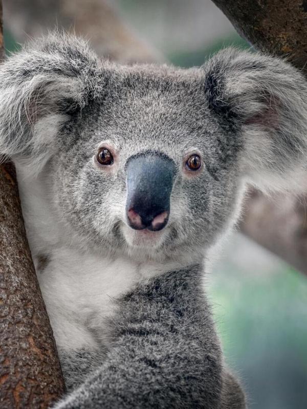 La magie de l'Australie