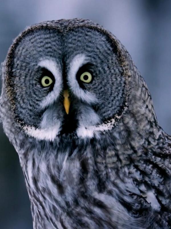 Sauvage, rusé et mortel