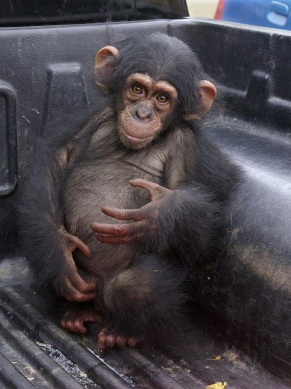 Jane Goodall et les chimpanzés de Tchimpounga