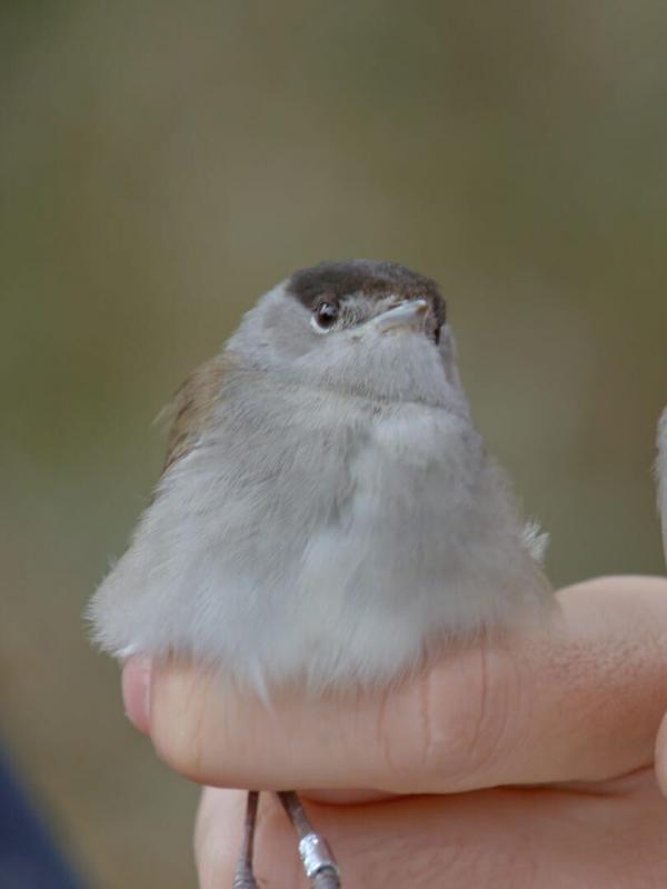 Migrations secrètes