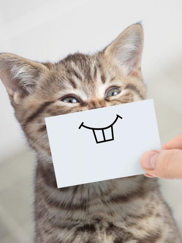 Le grand bêtisier des animaux