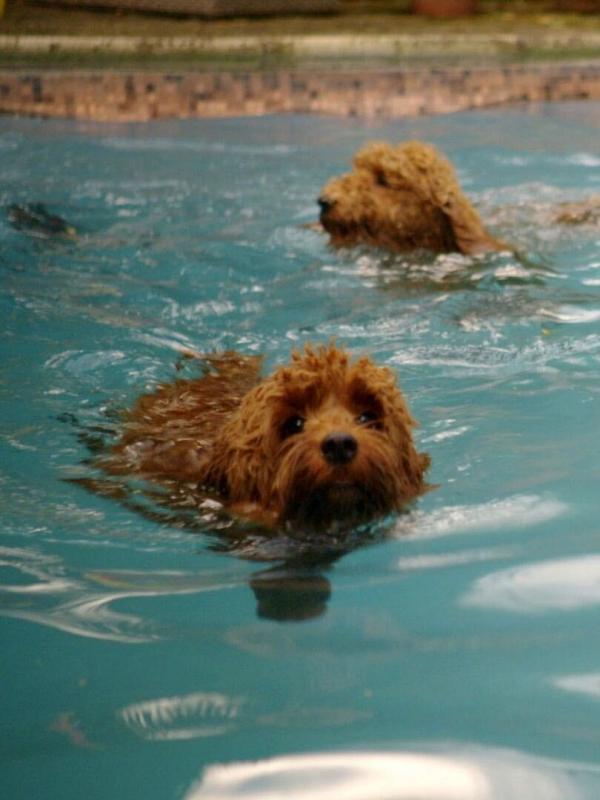 Waffel de wonderhond S1 E15