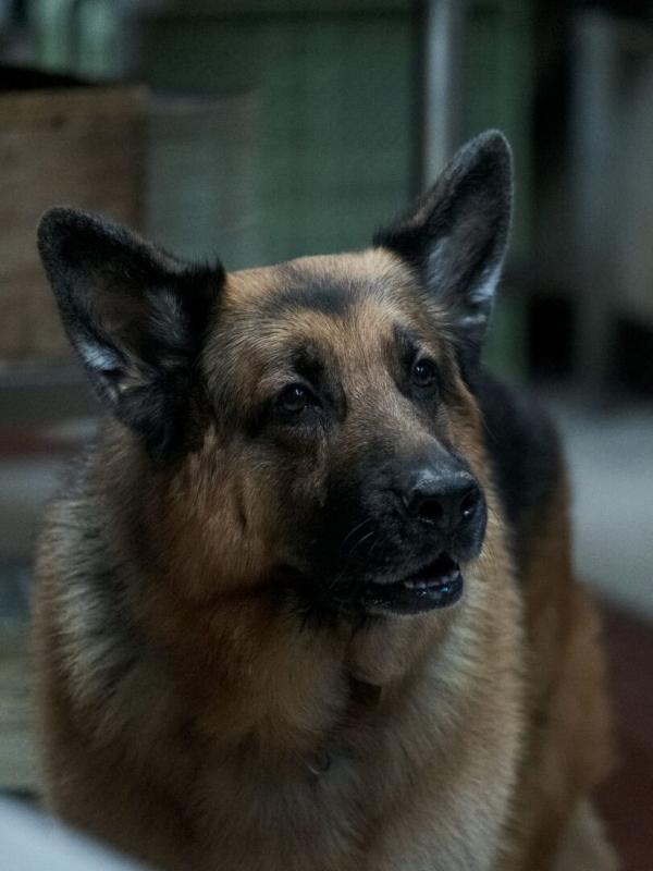 Hudson et Rex S5 E19