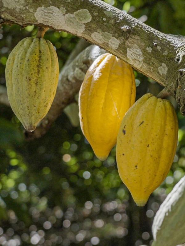 Du chocolat pour sauver l'Amazonie