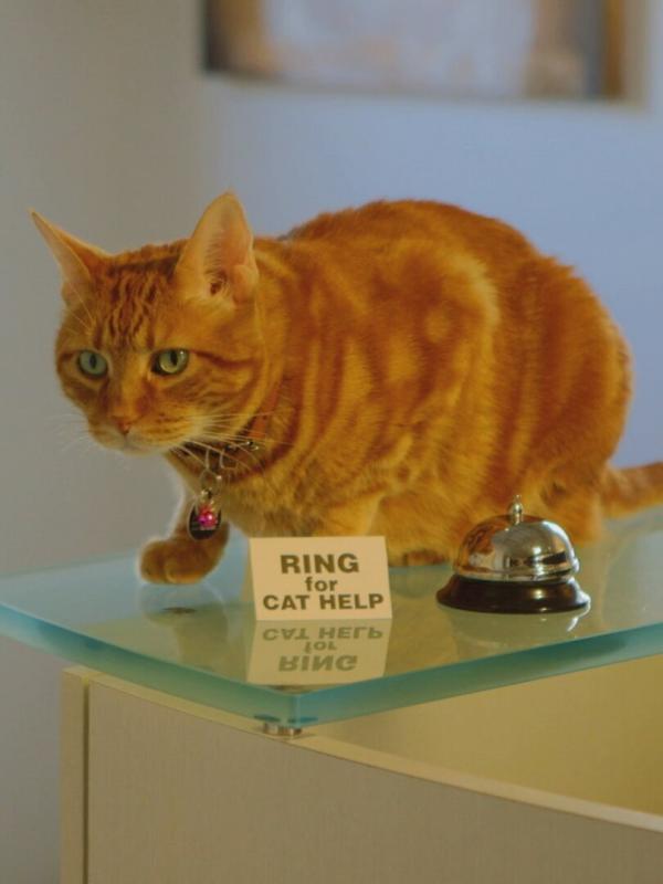 Hell's Cat : mon chat est un cauchemar