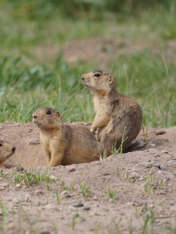 La dynastie des chiens de prairie