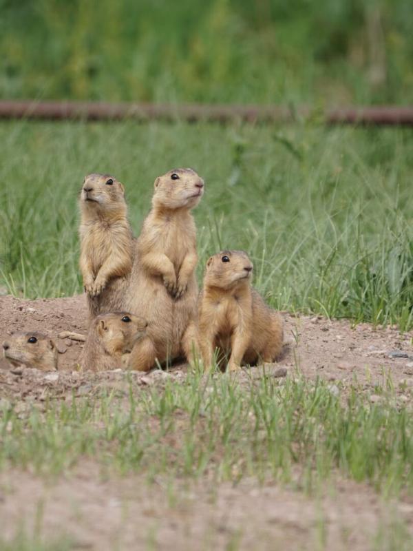 La dynastie des chiens de prairie
