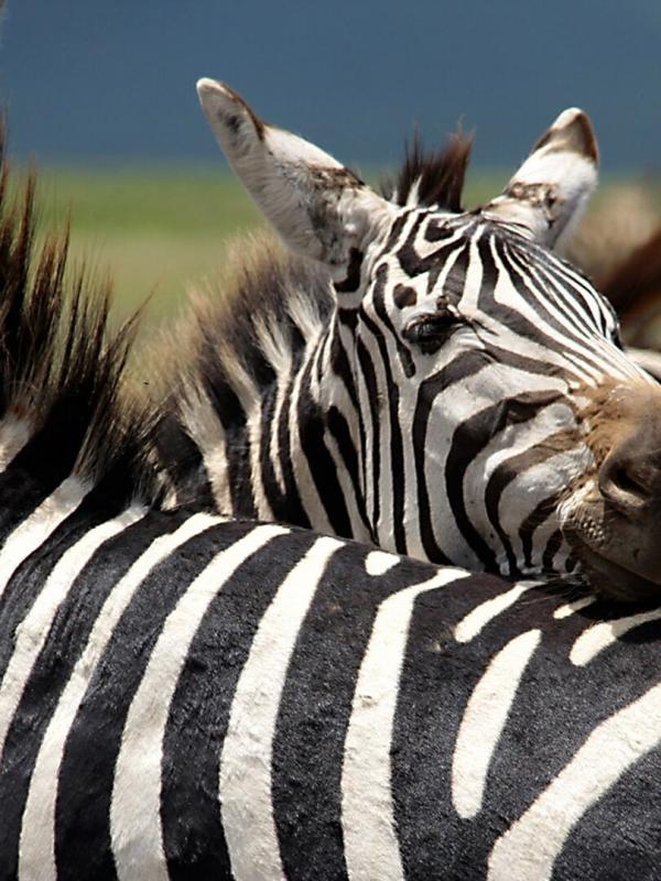 Nature's Epic Journeys