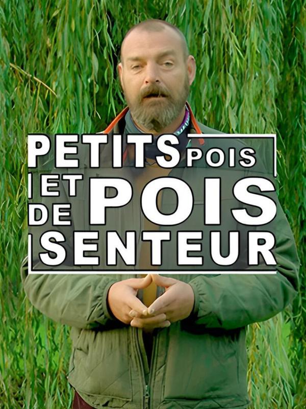 Petit pois et pois de senteur