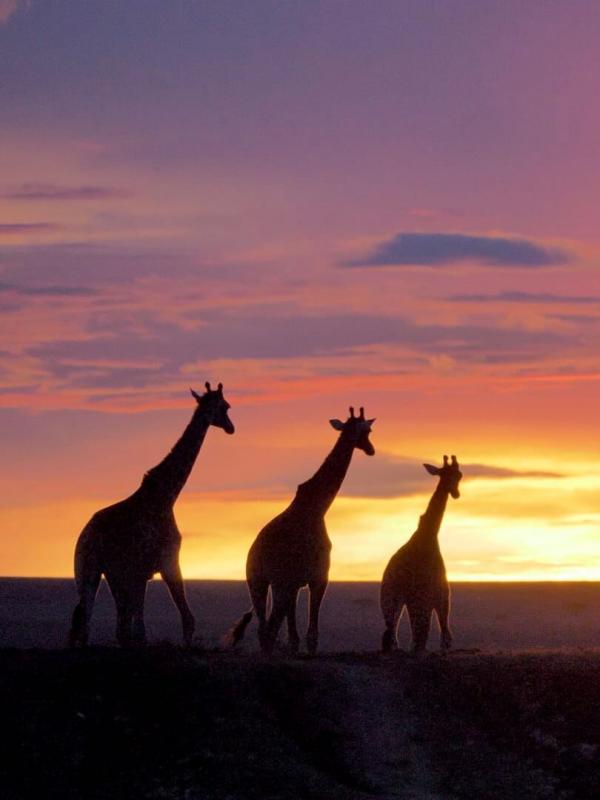 Die Großkatzen der Masai Mara