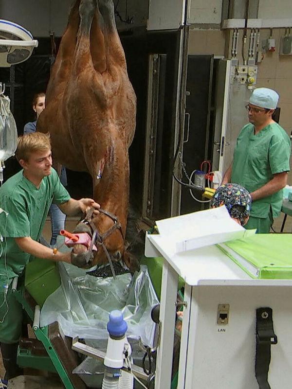 Dierendokters 24/7