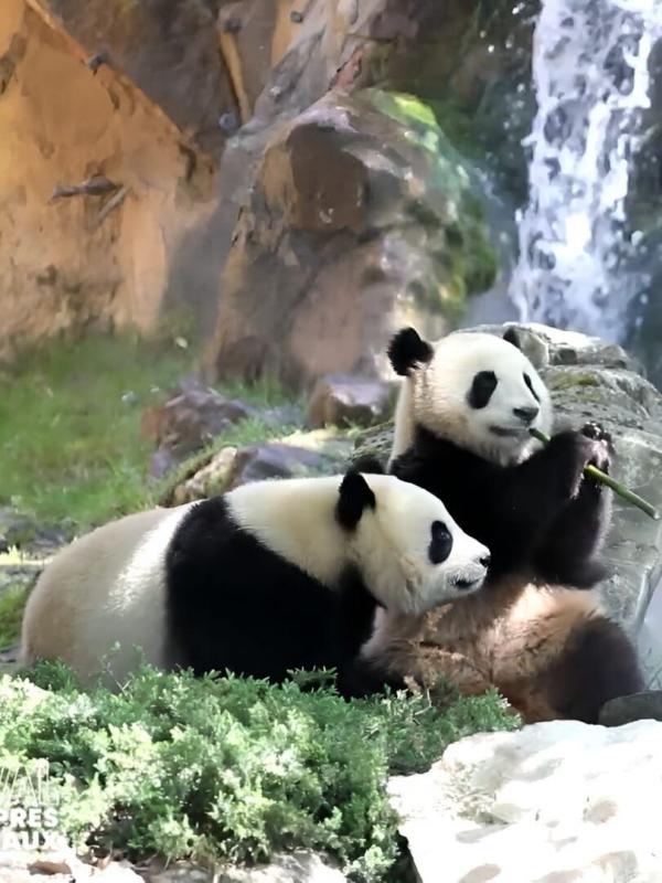Beauval, au plus près des animaux